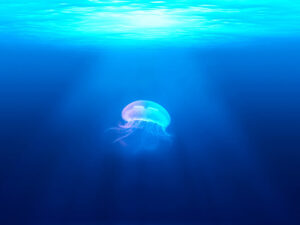 A jellyfish swimming in the ocean.