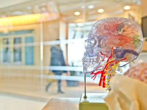 A model of a human head on a table.