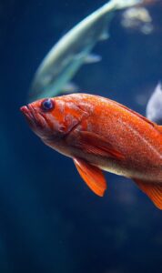 A fish swimming in an aquarium.