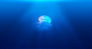 A jellyfish swimming in the ocean.