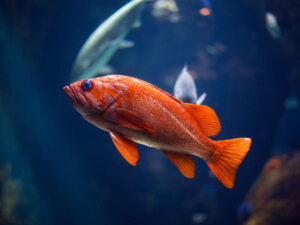 An orange fish swimming in an aquarium.