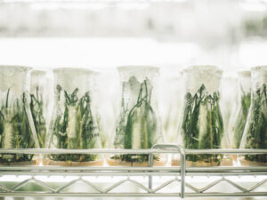 Plants in glass vases on a shelf in a lab.